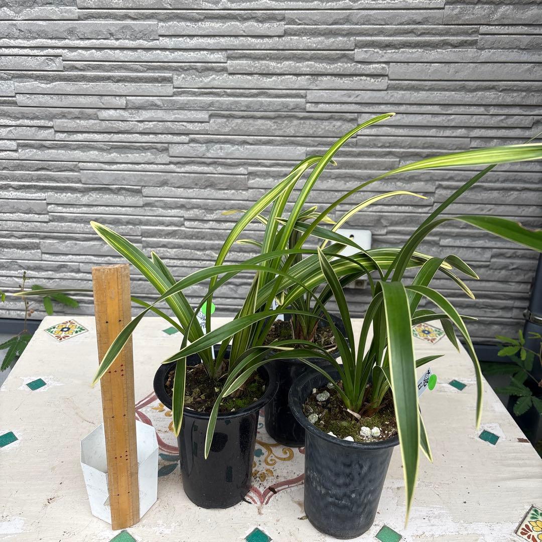 キンリョウヘン原種　3鉢セット