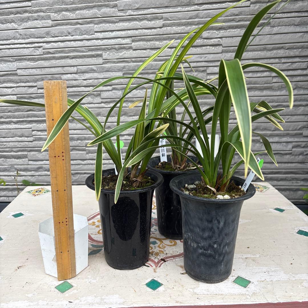 キンリョウヘン原種　3鉢セット