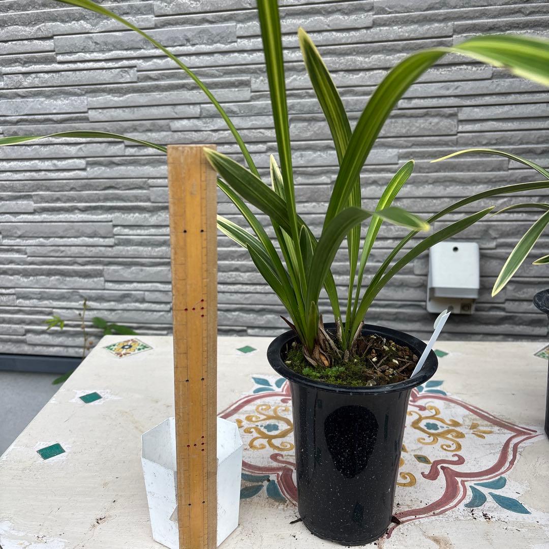 キンリョウヘン原種　3鉢セット