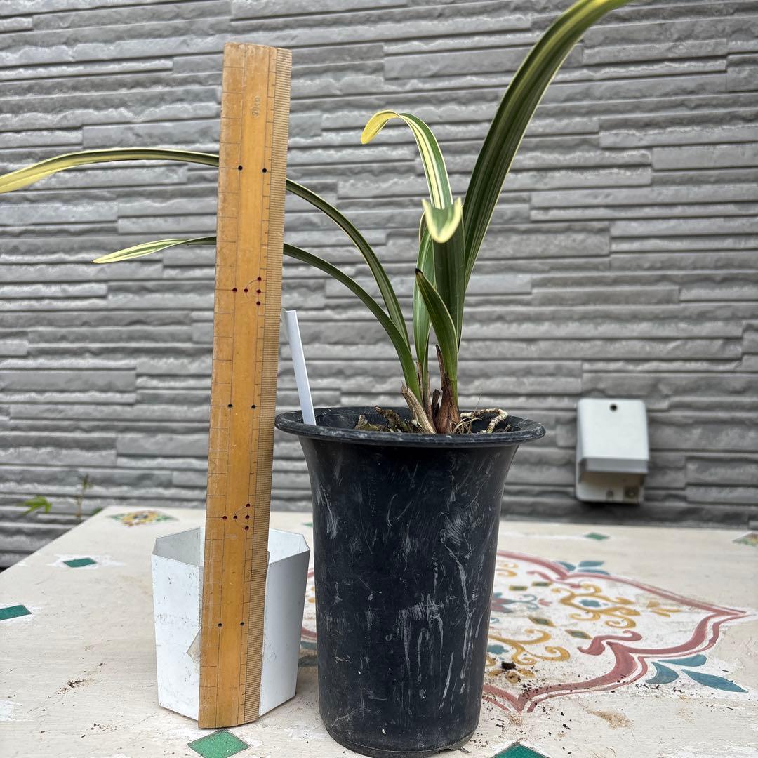 キンリョウヘン原種　3鉢セット