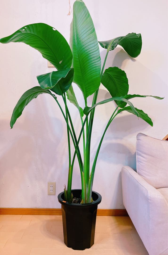 激安！　ストレチア　オーガスタ Ｂ　大型❗️ 164センチ　10号鉢 観葉植物