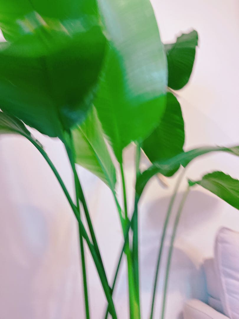 激安！　ストレチア　オーガスタ Ｂ　大型❗️ 164センチ　10号鉢 観葉植物