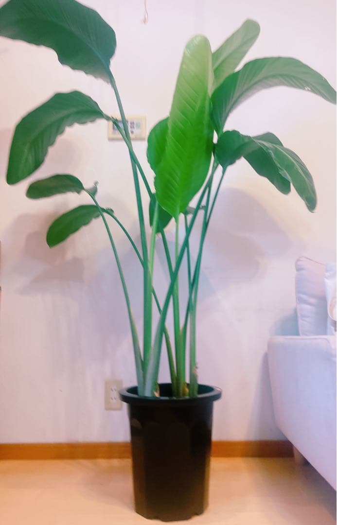 激安！　ストレチア　オーガスタ Ｂ　大型❗️ 164センチ　10号鉢 観葉植物