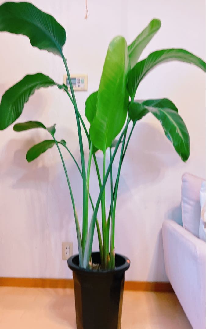 激安！　ストレチア　オーガスタ Ｂ　大型❗️ 164センチ　10号鉢 観葉植物