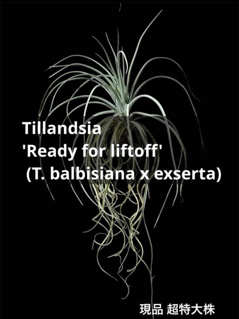 ティランジア レディーフォーリフトオフ / 特大株 交配種 チランジア 希少株
