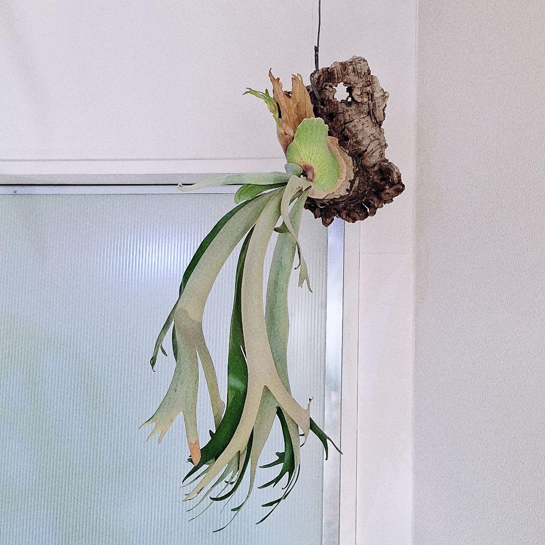 ビカクシダ　ウィリンキー　バリ　コルク付け　ワイルド由来　Willinckii