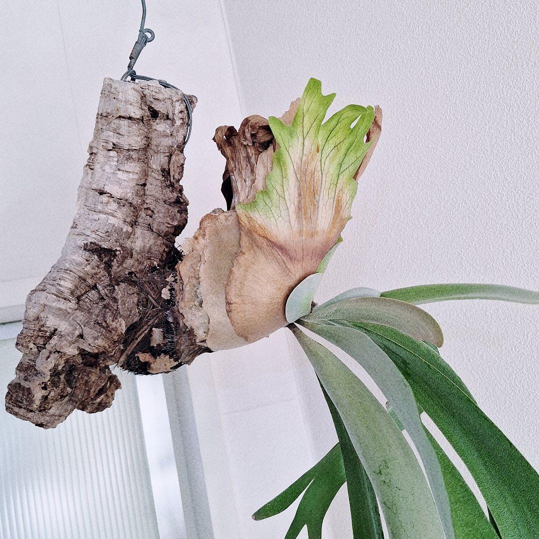 ビカクシダ　ウィリンキー　バリ　コルク付け　ワイルド由来　Willinckii