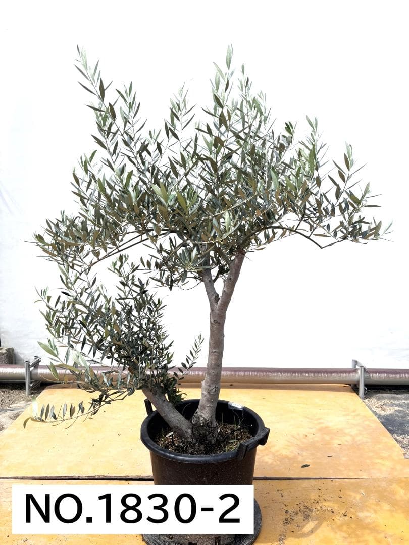 オリーブの木　ホジブランコ　13号　約140cm　NO.1830　古木 人気品種