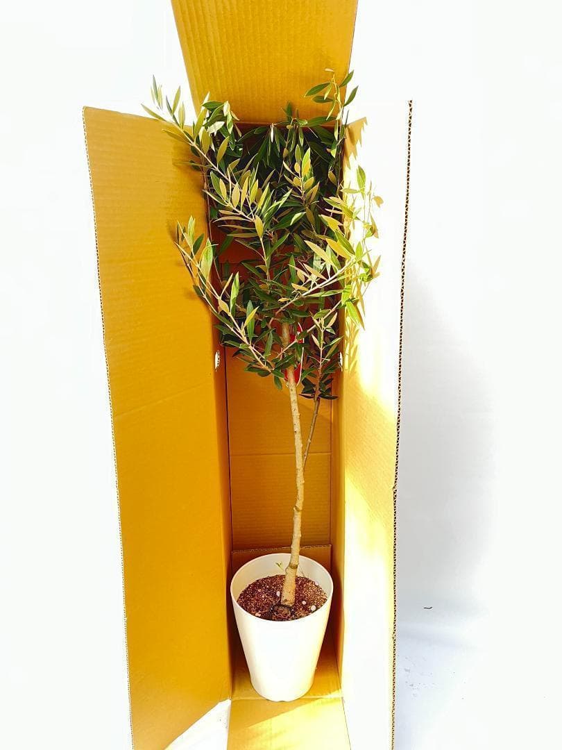 オリーブの木　ホジブランコ　13号　約140cm　NO.1830　古木 人気品種