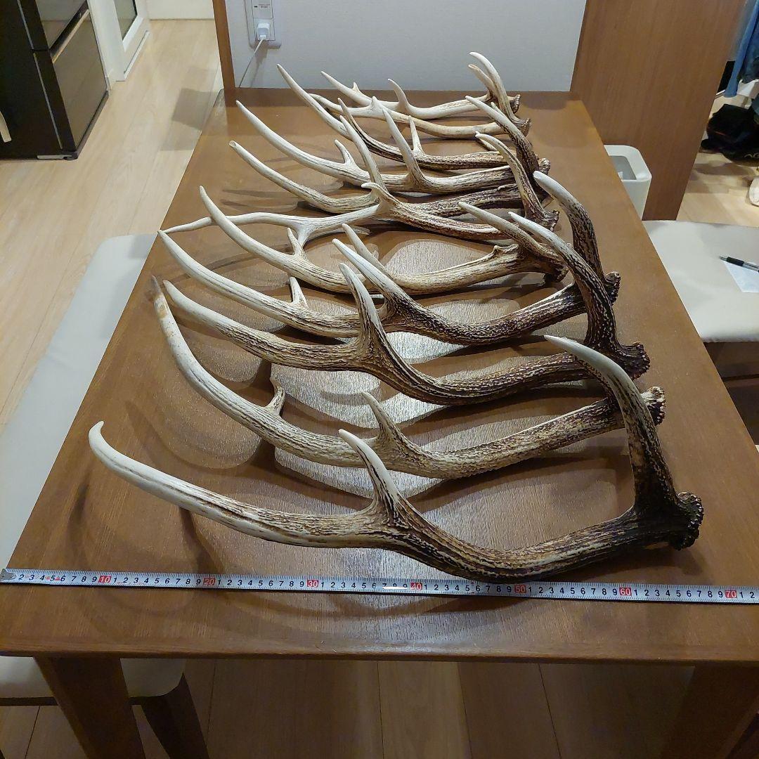 【天然物】鹿の角・蝦夷鹿・エゾシカ・シカの角