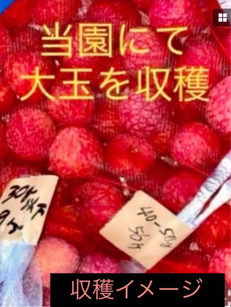 結実中・33 篤姫ライチ　半耐寒性