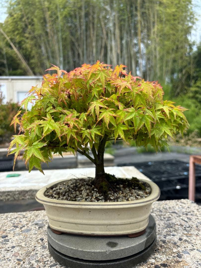 【ガチ盆栽】清姫もみじ