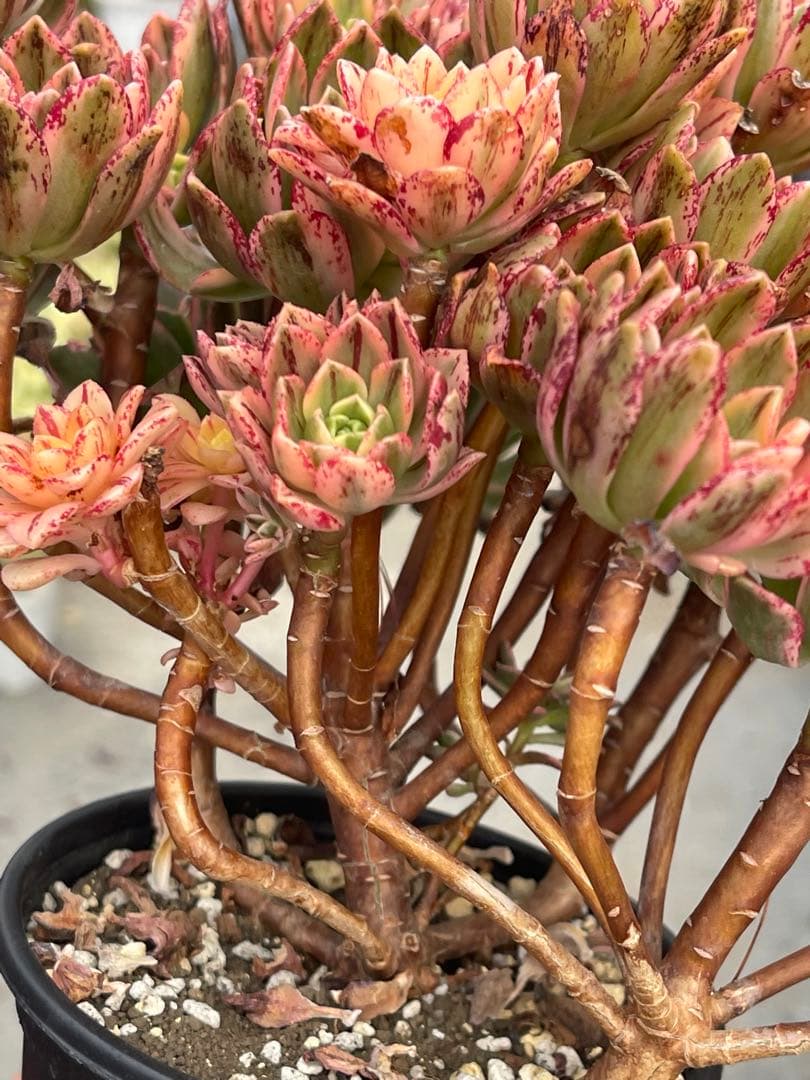 アエオニウム  甜茶錦（ブロンズメタル錦）⭐️お買い得、超特大　プーケ型