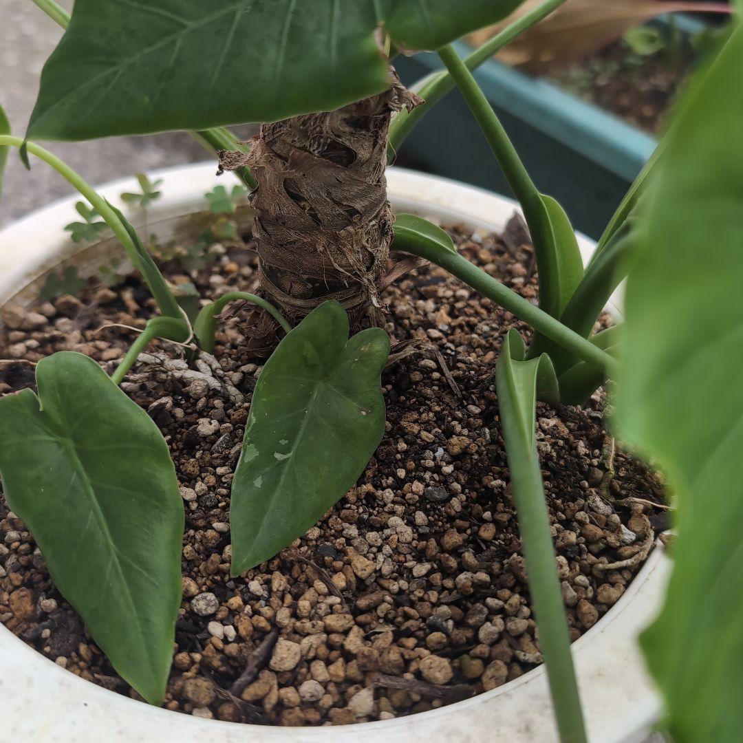 クワズイモ確認用です