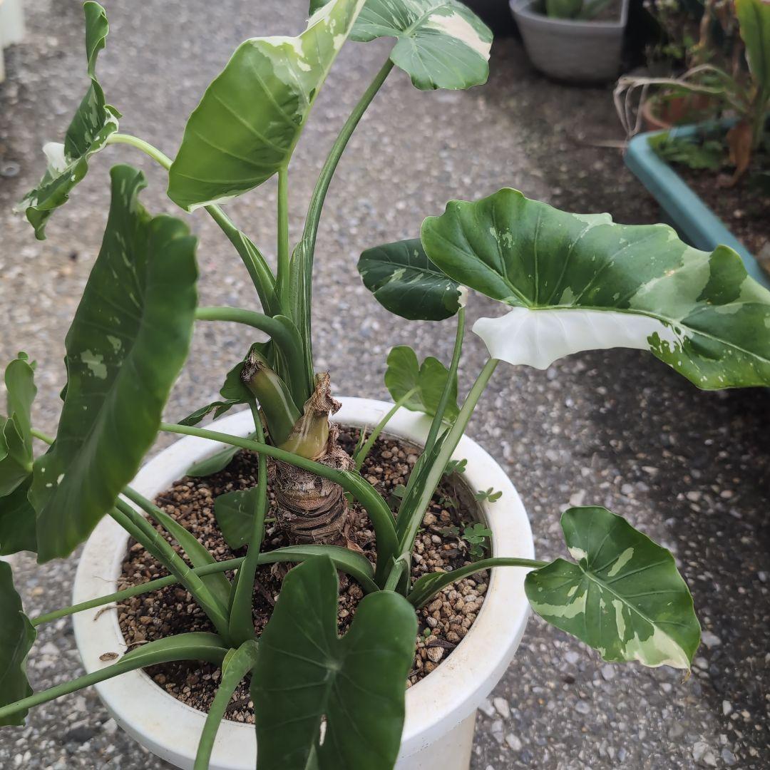 クワズイモ確認用です