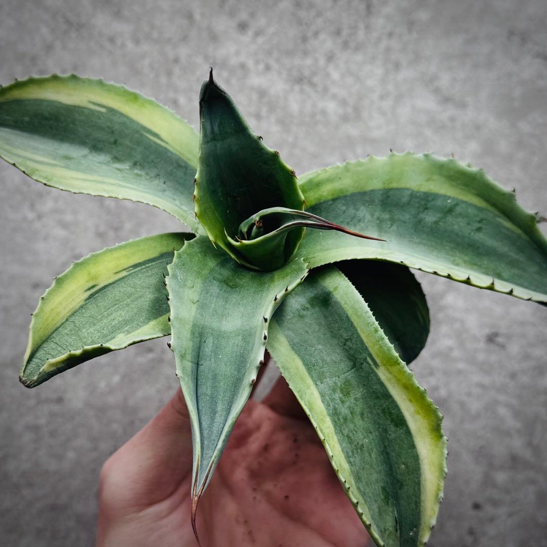 ポ*カ様 多肉植物・アガベ・オルカ・斑入り・SSS級美株