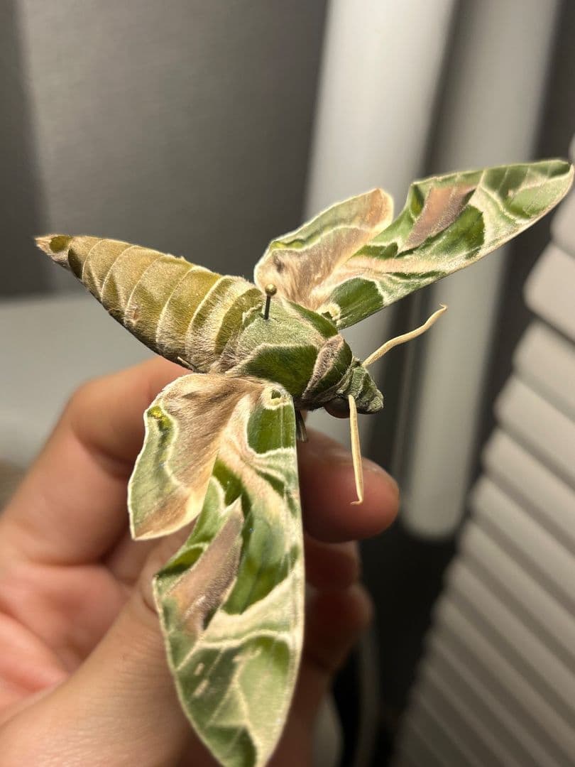 キョウチクトウスズメ 夾竹桃雀蛾 Daphnis nerii 蛾標本 蝶標本