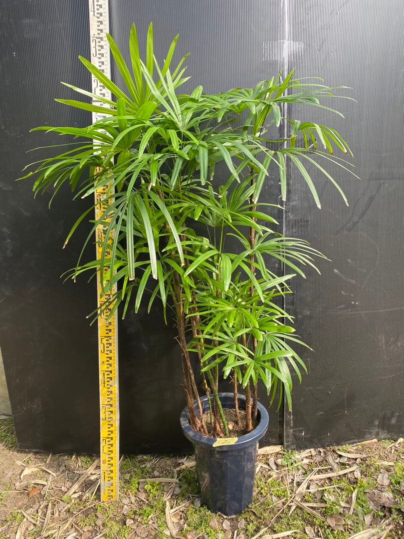 シュロチク　棕櫚竹　8号鉢　2 観葉植物