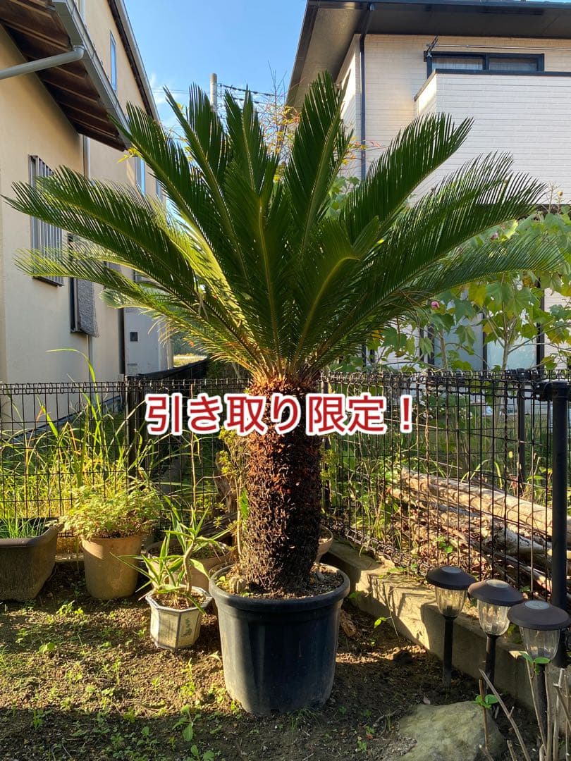 H*o様 ソテツ鉢植え約150センチ （引き取り限定）