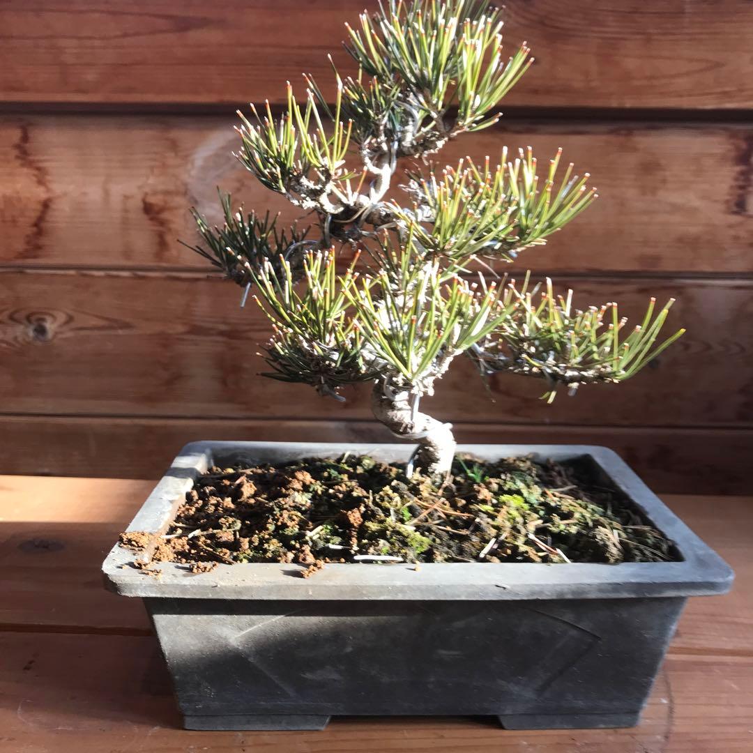 黒松盆栽　値下げ❗️