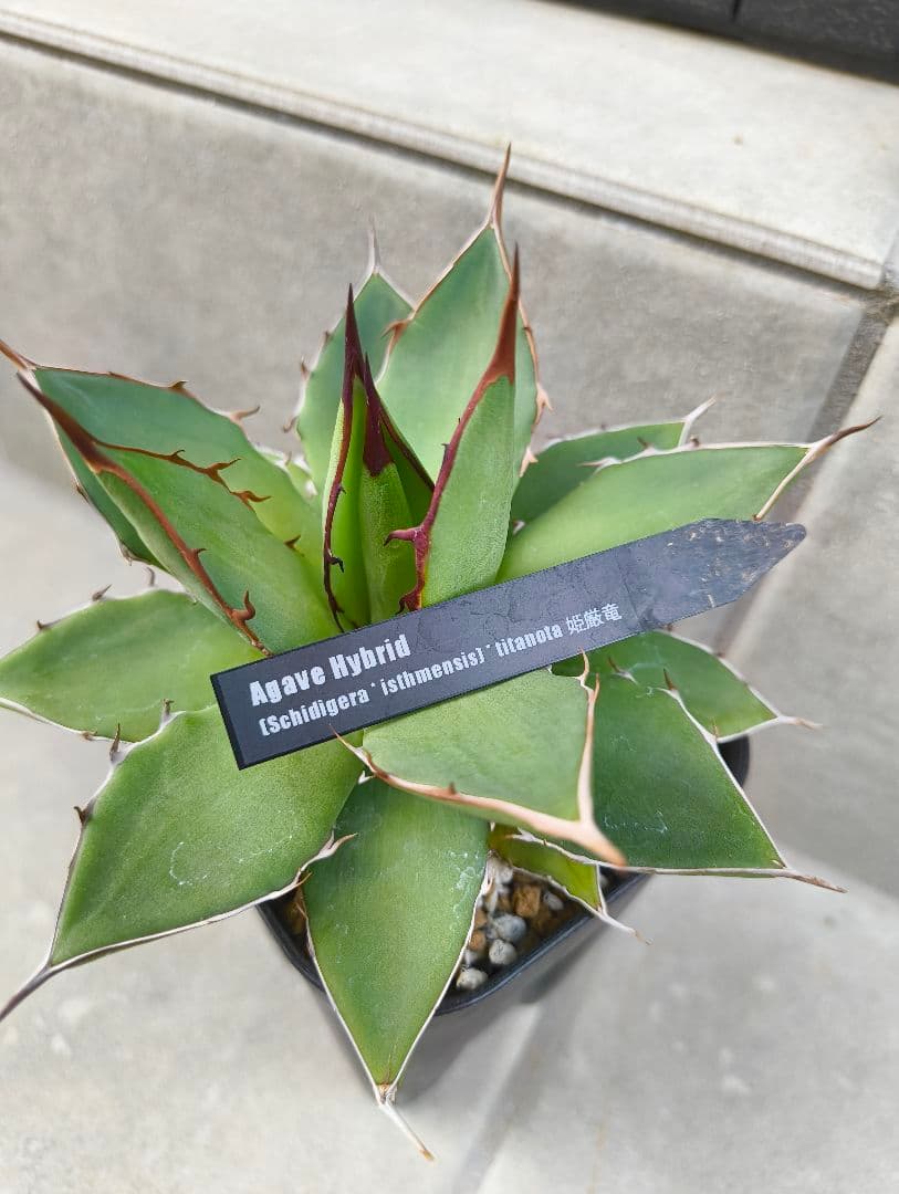 ☆アガベ ハイブリッド（姫厳竜×（シジゲラ×イシスメンシス））