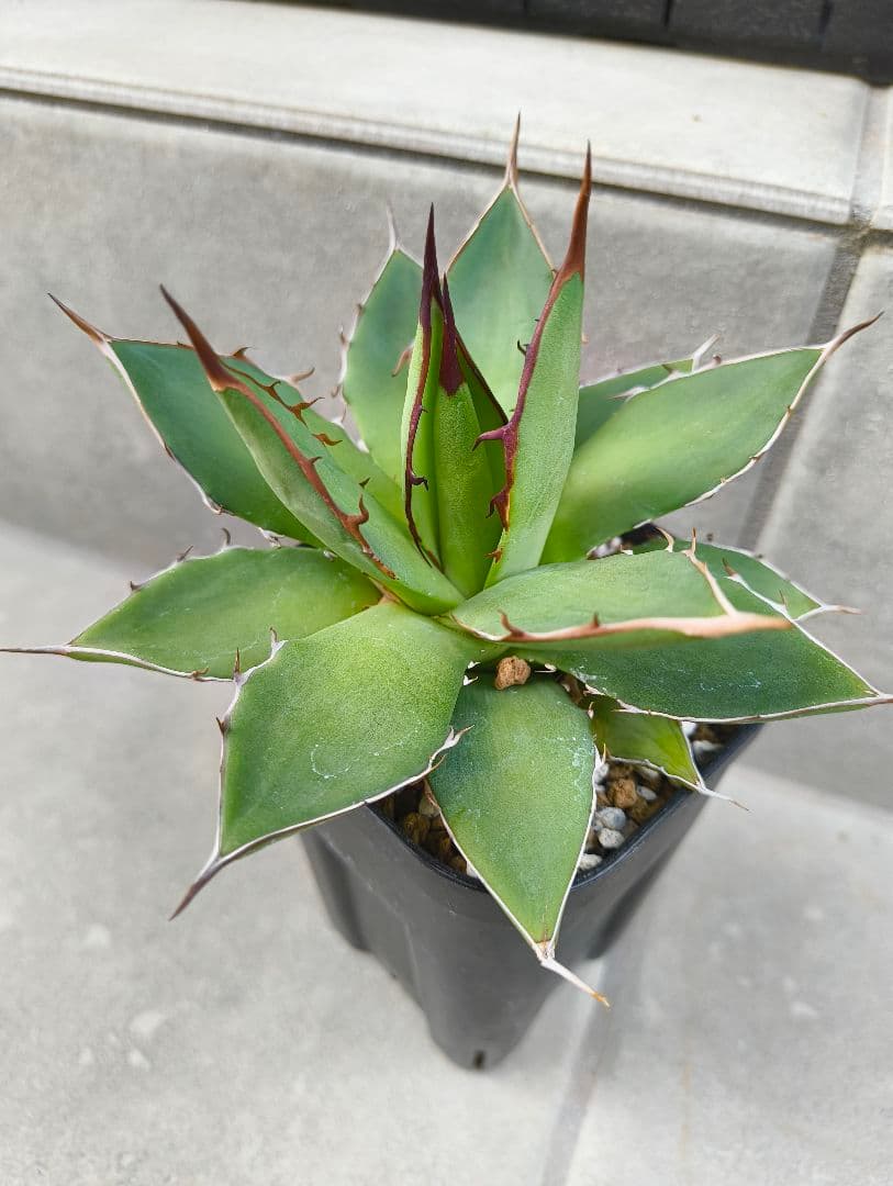 ☆アガベ ハイブリッド（姫厳竜×（シジゲラ×イシスメンシス））