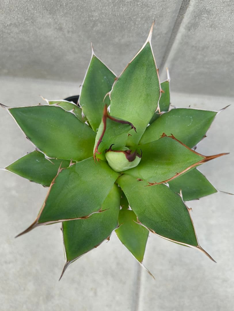 ☆アガベ ハイブリッド（姫厳竜×（シジゲラ×イシスメンシス））