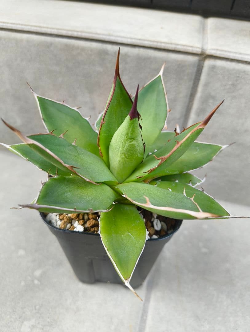 ☆アガベ ハイブリッド（姫厳竜×（シジゲラ×イシスメンシス））