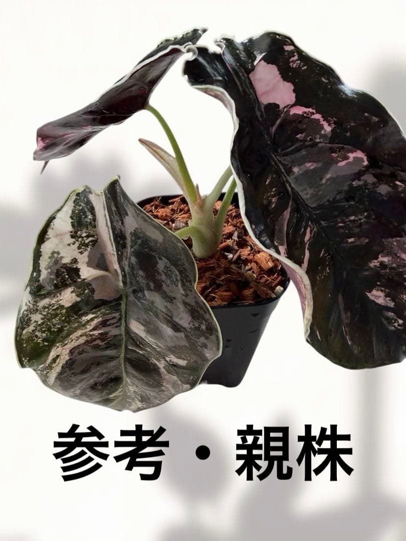 アロカシア アズラニー 斑入り 芋 限定２個