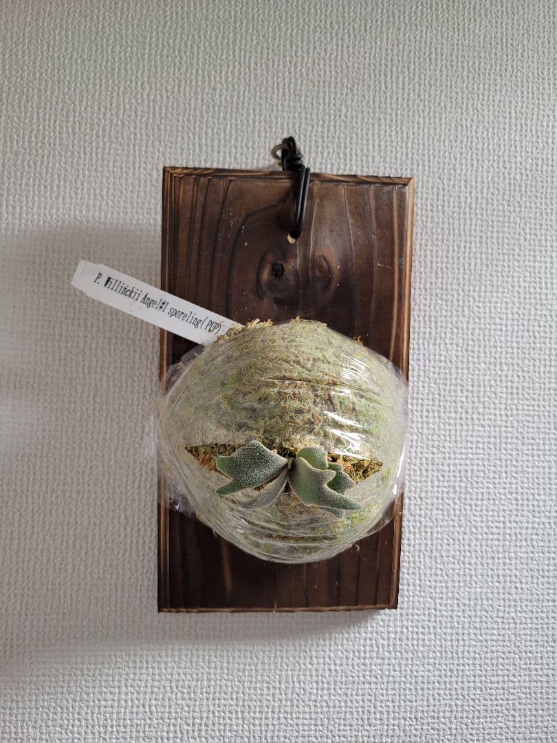 ビカクシダ Platycerium willinckii Angel #1 spored