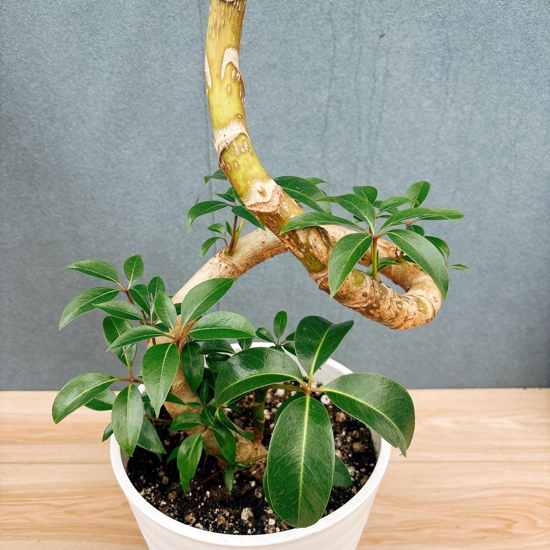 ［現品］A6 ツピタンサス　8号　観葉植物　室内　大型　おしゃれ　人気
