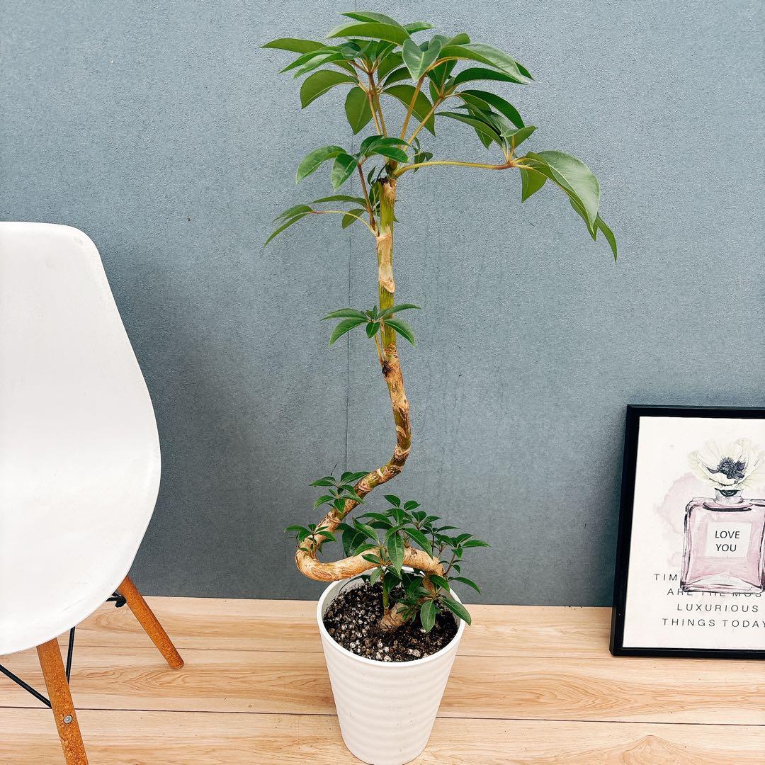 ［現品］A6 ツピタンサス　8号　観葉植物　室内　大型　おしゃれ　人気