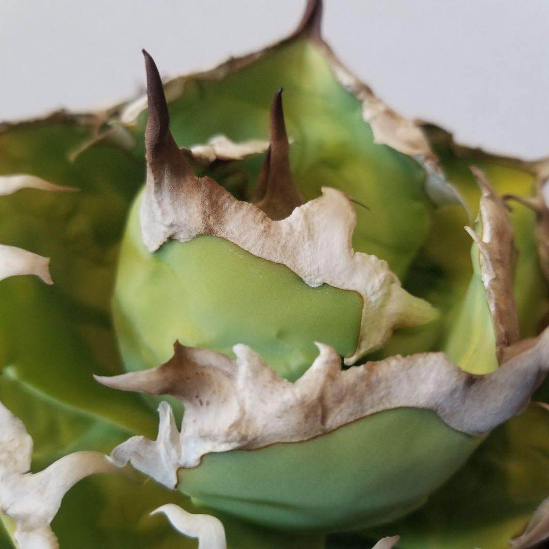 アガベ　オテロイ　雷槌白鯨