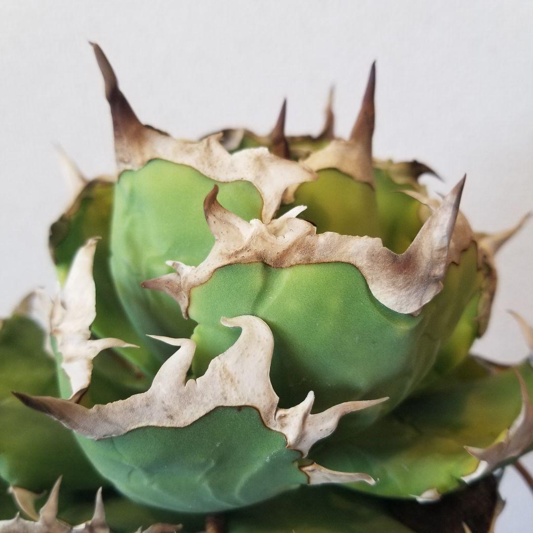 アガベ　オテロイ　雷槌白鯨