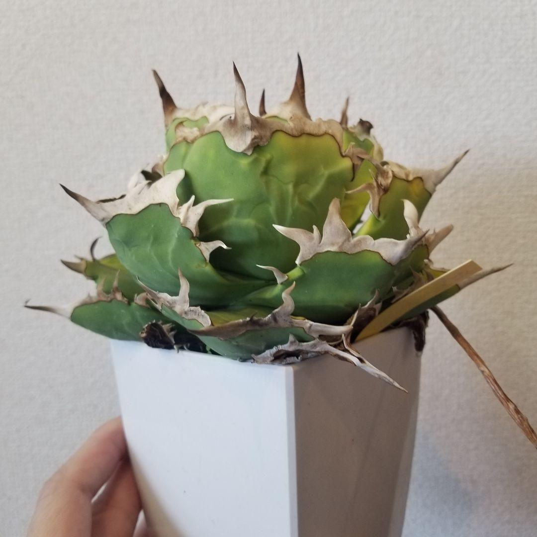 アガベ　オテロイ　雷槌白鯨