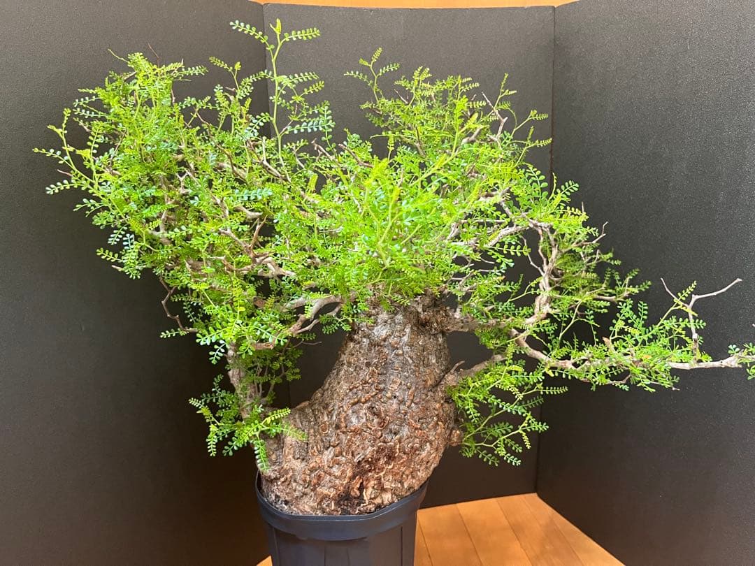 御神木　オペルクリカリア・パキプス　発根済み　盆栽