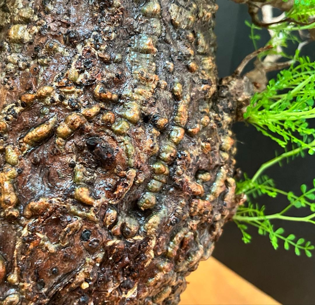 御神木　オペルクリカリア・パキプス　発根済み　盆栽