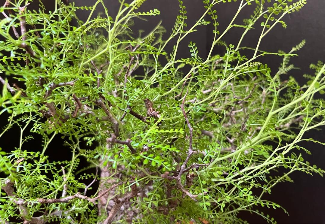 御神木　オペルクリカリア・パキプス　発根済み　盆栽