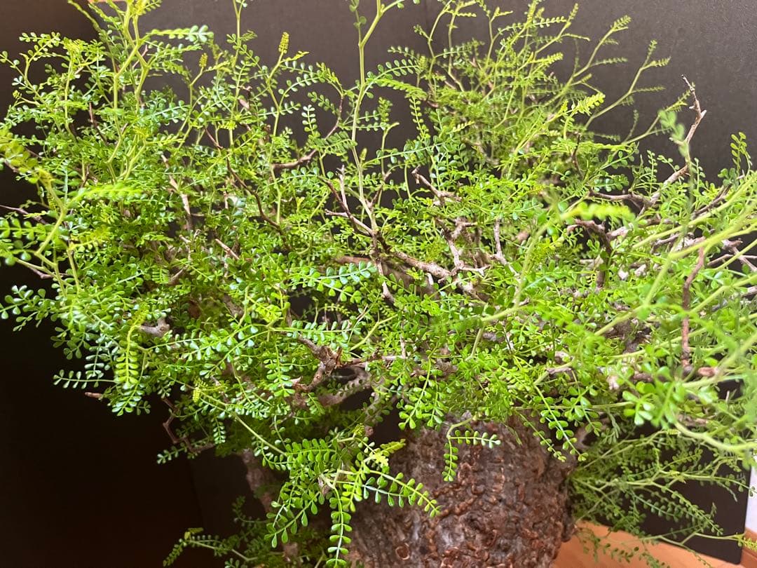 御神木　オペルクリカリア・パキプス　発根済み　盆栽