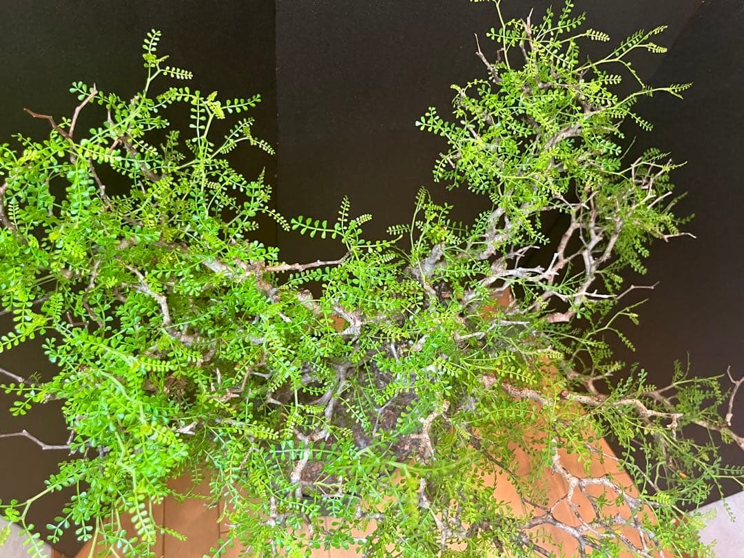 御神木　オペルクリカリア・パキプス　発根済み　盆栽