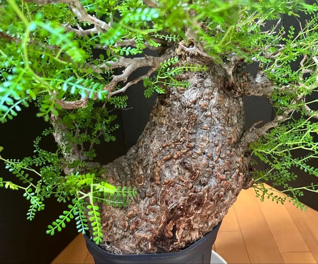 御神木　オペルクリカリア・パキプス　発根済み　盆栽