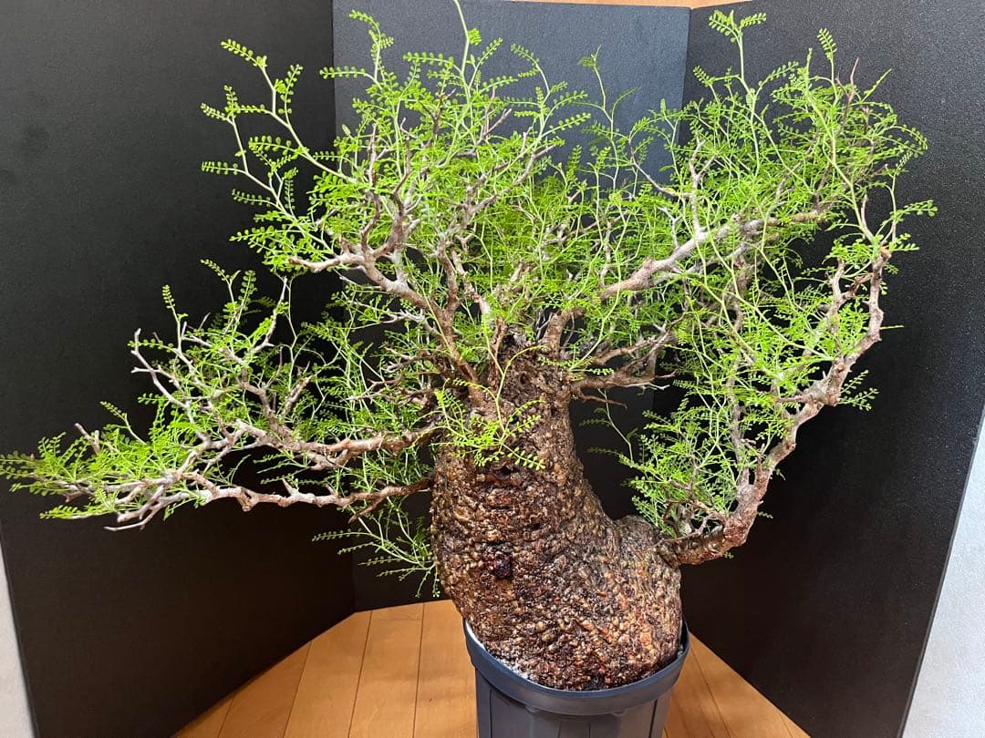 御神木　オペルクリカリア・パキプス　発根済み　盆栽