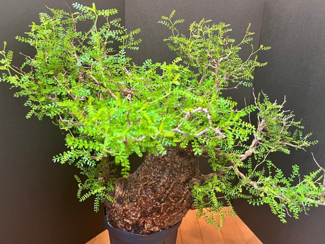 御神木　オペルクリカリア・パキプス　発根済み　盆栽