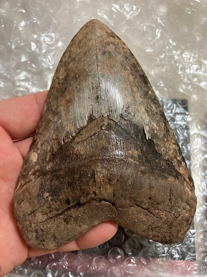 メガロドン　歯化石