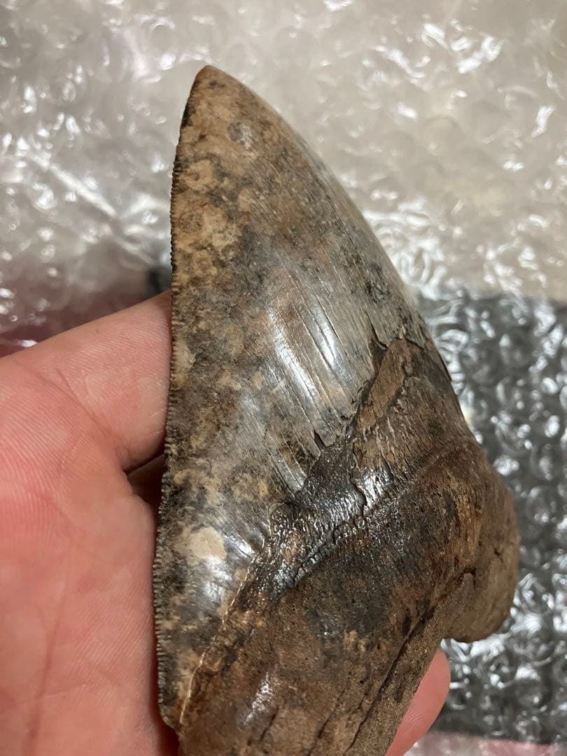 メガロドン　歯化石