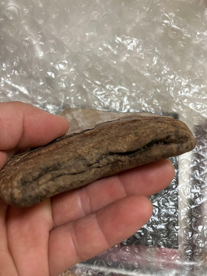 メガロドン　歯化石