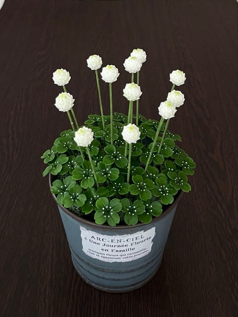 専用　ラズベリー鉢植え　ケイトウ　ラベンダー　クローバー　クレイフラワー