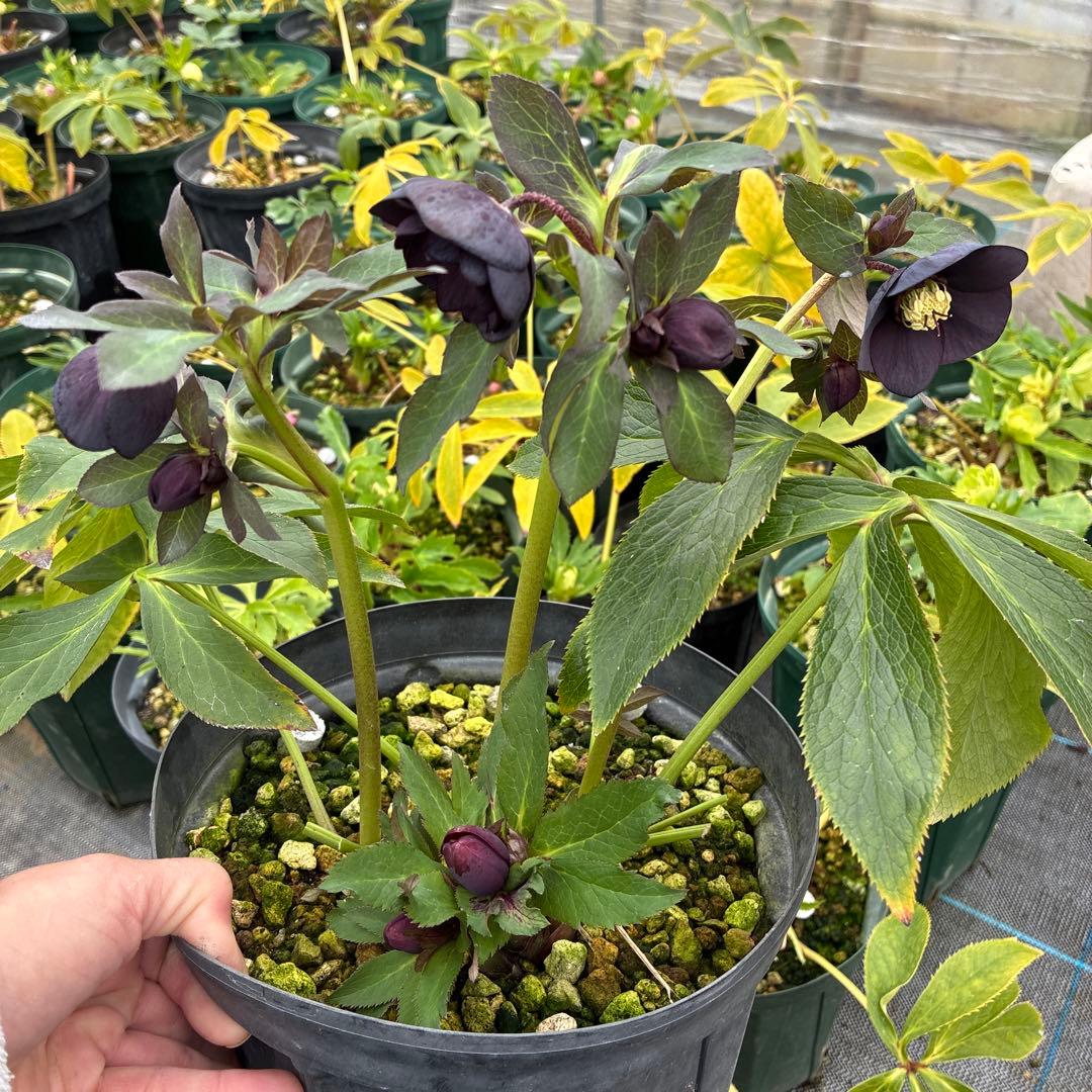 クリスマスローズ　ブラック　ダブルシングル　親株　７寸