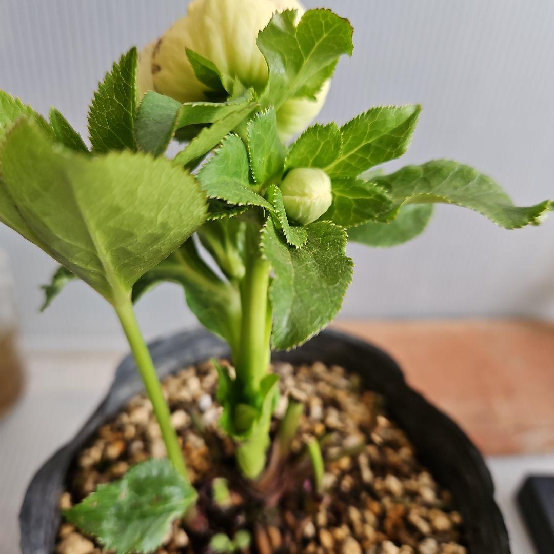 ㉖-34クリスマスローズ