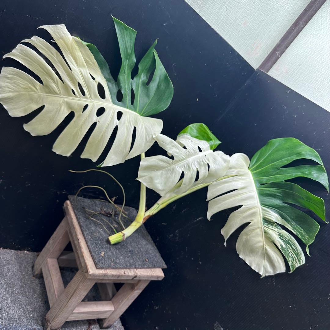 ぶ*こ様 斑入りモンステラホワイトタイガーハーフムーントップカット葉3枚幅75㎝